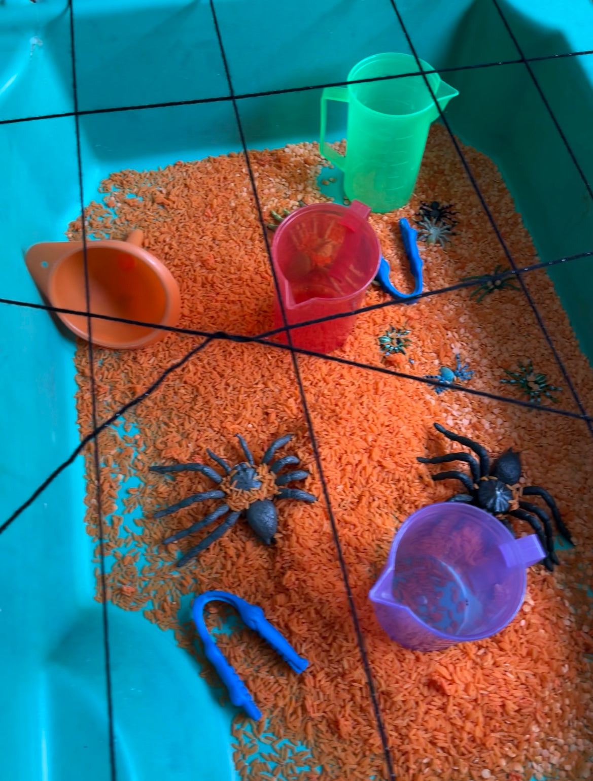 Saving Spiders