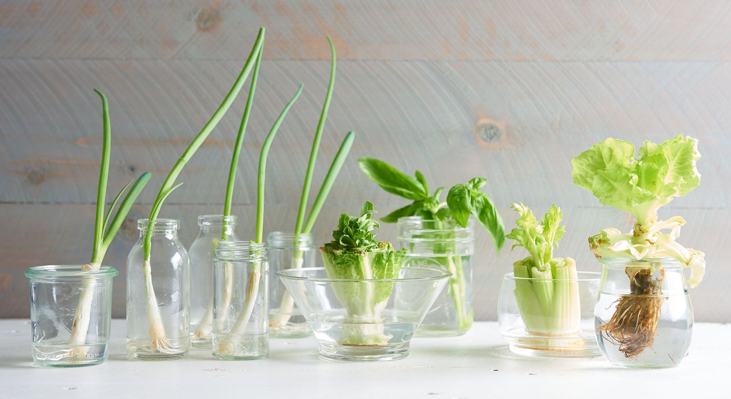 Best Veggies & Herbs to Regrow from Kitchen Scraps