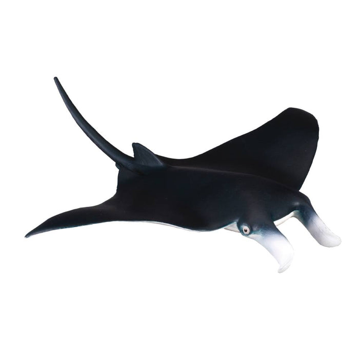 Manta Ray